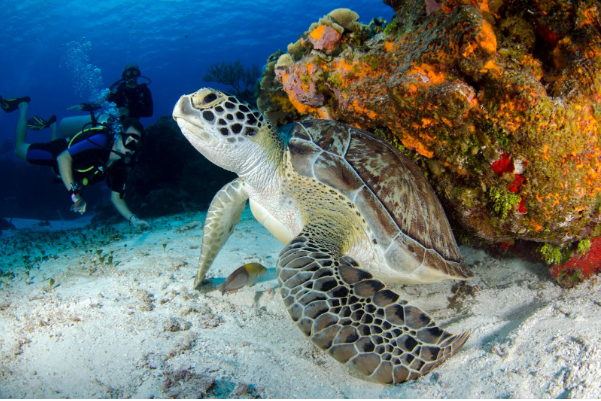 Diving Spots in Nerja: Your Complete Guide to Underwater Adventures on the Costa del Sol