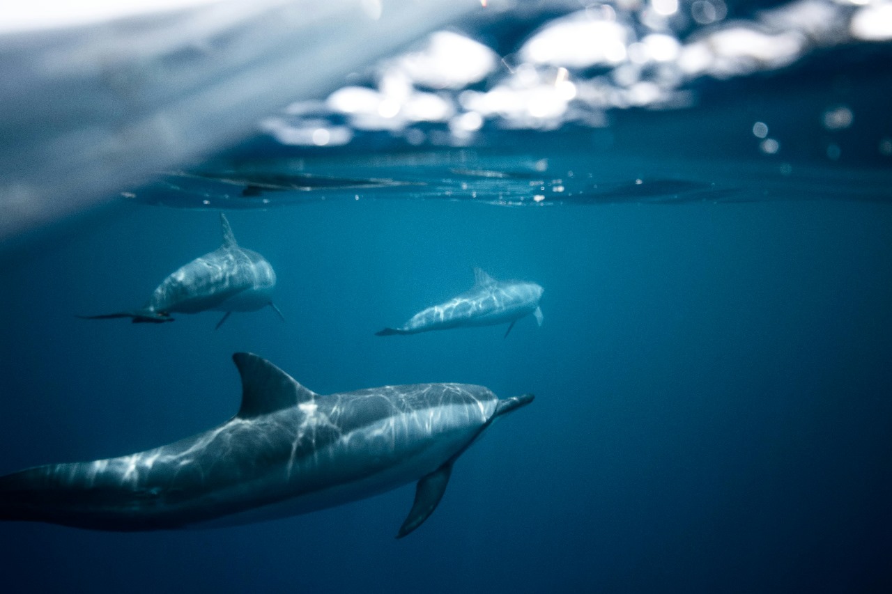 Whale and Dolphin Watching in Estepona