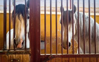 Equestrian Adventures: Horseback Riding Through Mijas’ Countryside