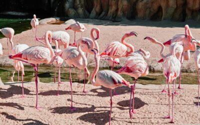 Fuengirola’s Bioparc: A Cultural and Environmental Experience