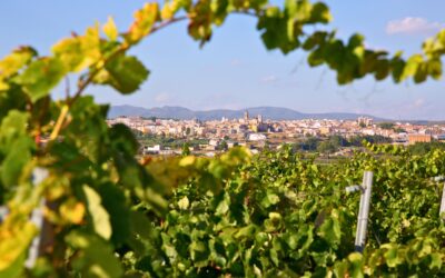 Manilva’s Best Wine Estates: A Guide to Vineyard Living in the Costa del Sol